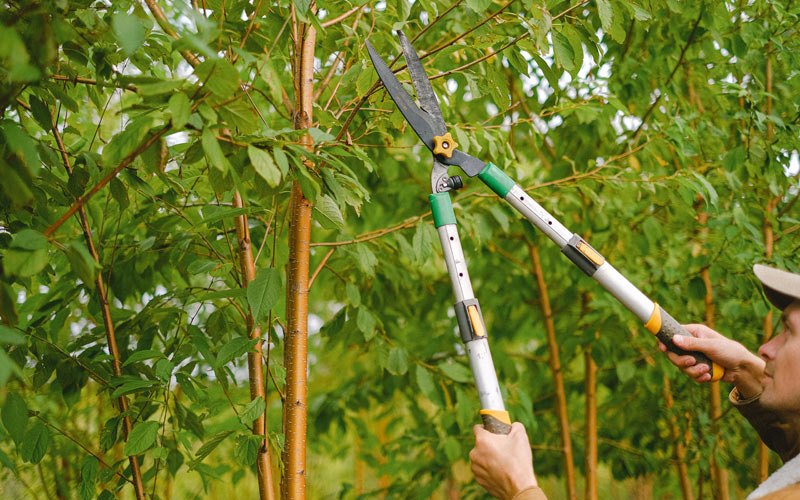 Tree trimming in Manning, ND