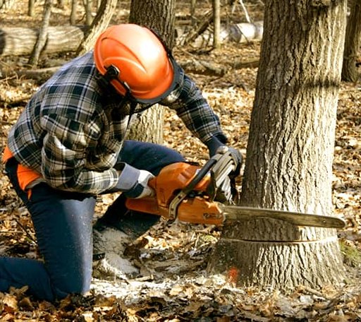 Tree Removal in Manning, ND